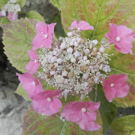 Residenza Di Paese Castello Del Poggio בית הארחה פרנטילו