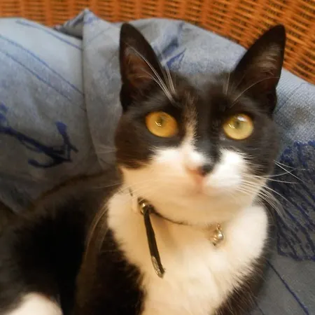 Residenza Di Paese Castello Del Poggio פרנטילו