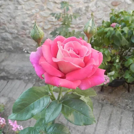 Residenza Di Paese Castello Del Poggio בית הארחה 3*