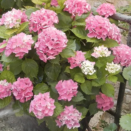 בית הארחה Residenza Di Paese Castello Del Poggio פרנטילו