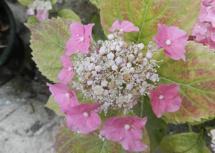 Residenza Di Paese Castello Del Poggio Affittacamere Ferentillo