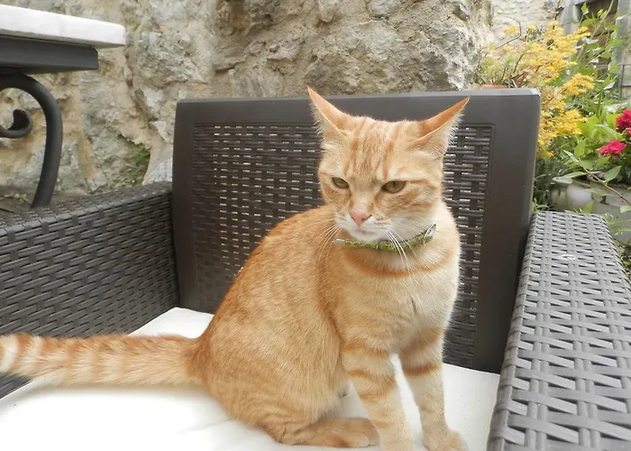 Affittacamere Residenza Di Paese Castello Del Poggio Ferentillo